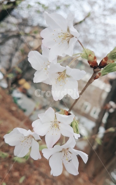 blossom,꽃,벚꽃,flower,봄