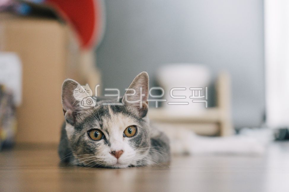 고양이,코리안숏헤어,cat,동물,회색고양이