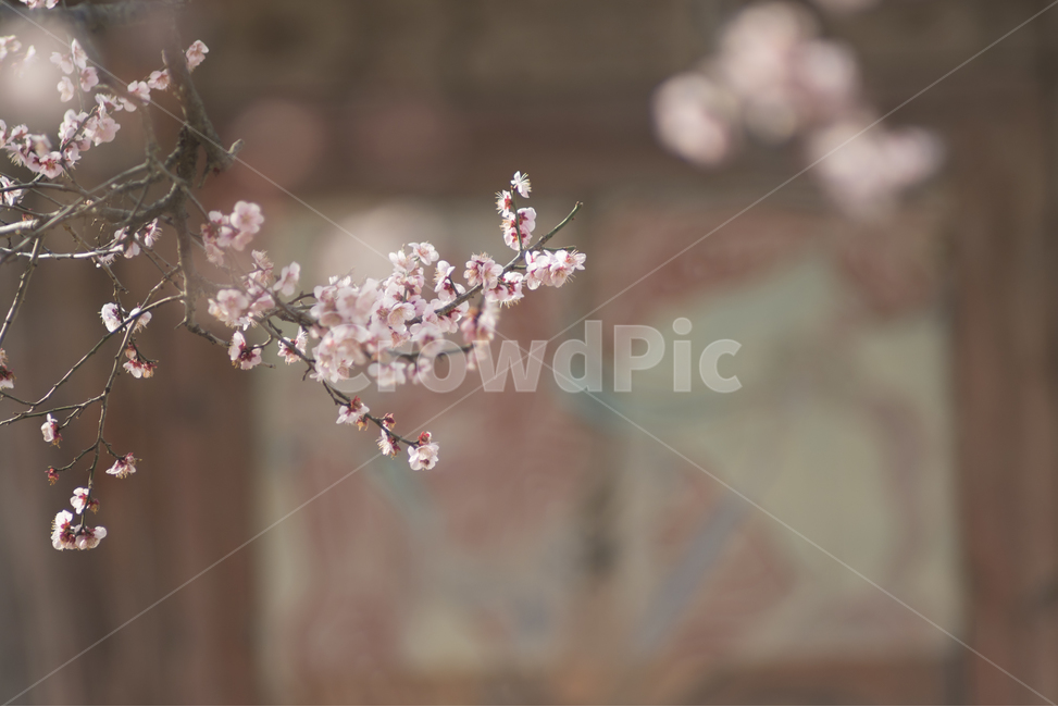 매화,봄꽃,새봄,감성꽃사진,꽃,봄,계절,spring,season,식물,자연,plants,nature,꽃,flower,감성,sensible,feeling,plant,blossom