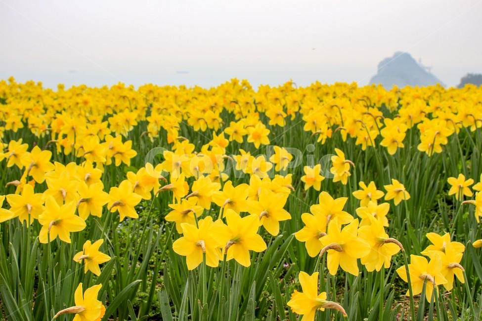 오륙도,봄,꽃,노란색,수선화,봄,계절,spring,season,식물,자연,plants,nature,꽃,flower,plant