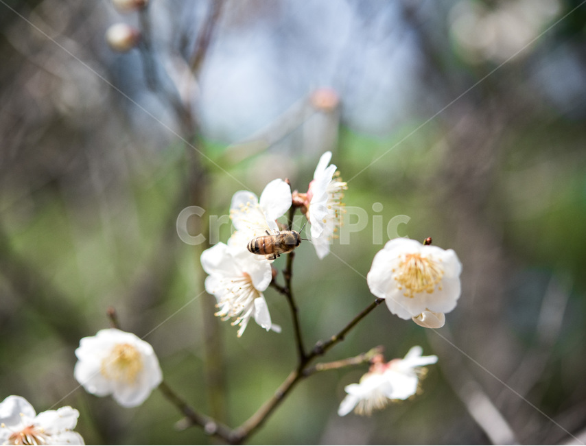 벌,꿀벌,봄,봄꽃,매화,흰매화,봄,계절,spring,season,식물,자연,plants,nature,꽃,flower,동물,animal,곤충,벌레,insect,bug,bee,invertebrate,무척추 동물