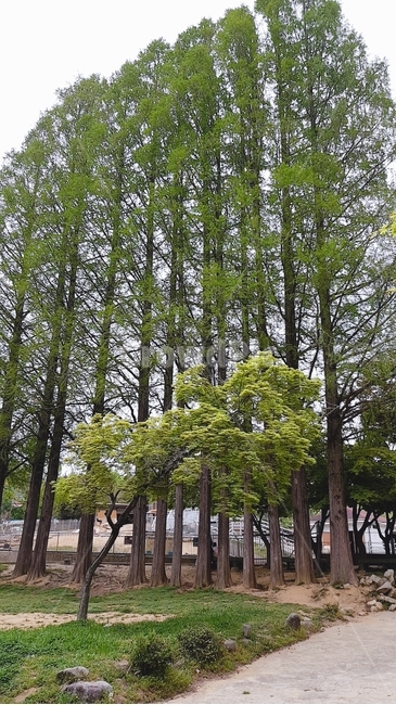 나무,초록색,그린,힐링,휴식,우리나라,봄,여름,풍경,하늘,푸릇,푸른,한그루,나무아래,치유,자연,길,공원,숲,숲속,식물