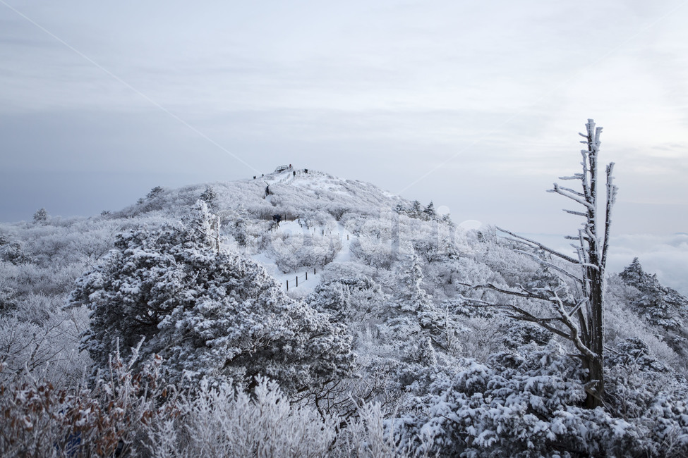 상고대,비목,풍경,눈꽃,얼음꽃,겨울,계절,winter,season,자연,풍경,nature,landscape,한국자연풍경,한국자연경관,korea nature landscape,식물,plants,나무,trees,wood,outdoors,옥외,ice,빙,tree,plant
