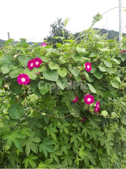 나팔,나팔곷,분홍색,사랑,결속,식물,자연,plants,nature,꽃,flower