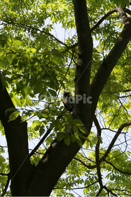 나무,다람쥐,청솔모,동물,나무위,잎,식물,자연,plants,nature,나무,trees,wood,동물,animal,포유류,mammal