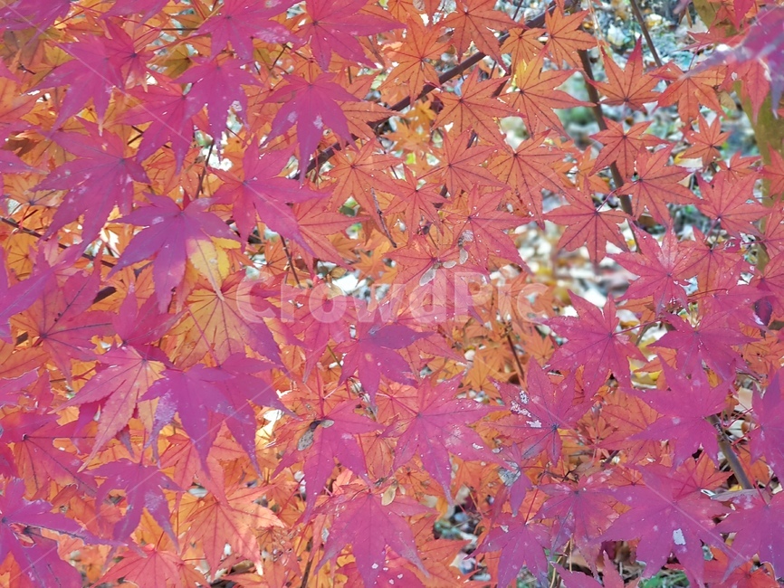 단풍,청남대단풍,단풍나무,가을,단풍잎,대청호단풍,가을단풍,빨간단풍,노란단풍