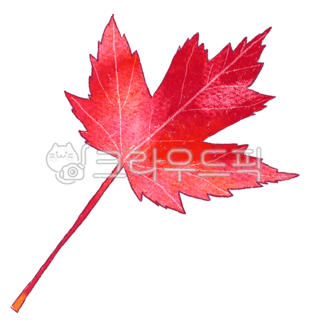 Autumn,maple leaves,fallen leaves,maple leaf stickers,nature,season,fallen leaves pictures,fallen leaves png,autumn illustrations,plants,leaves,autumn feeling,fallen leaves stickers,red,red leaves