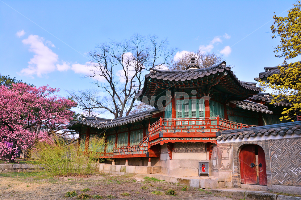 pink,ancientpalace,house,building,spring flowers,red plum blossom,spring,cloud,Changdeokgung Palace,season,plum blossom,tradition,tiled house,sky,Palace,Korean,House,korean,traditional pattern,seoul,Joseon Dynasty,traditional,Cornus officinalis,background