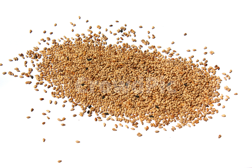 brown,closeup,dry,dummy,food,gold,grain,macro,meal,natural,nature,organic,plant,seed,seeds,sesame,sesameseed,sesameseeds,top,topangle,topview,yellow,깨,참깨,곡식,곡류,음식,음식재료,식재료,식물,씨앗,씨,갈색,브라운,말린,말리는,건조,자연,클로즈업,탑앵글,탑뷰,깨소금,농작물,농촌,농사,흰배경,더미,덩어리,많은,모아놓은,모으다,화이트,흰색,음식,식재료,요리,food,cook,meal,dishes,food reserves,곡류,곡식,cereals