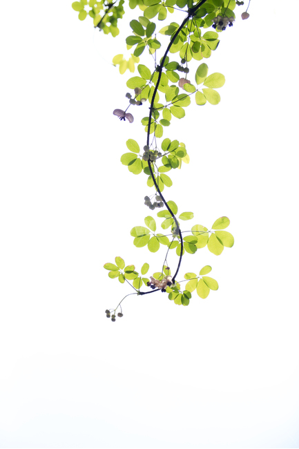 s라인,봄,초록빛,으름덩굴,청춘,식물,자연,plants,nature,누끼,remove background