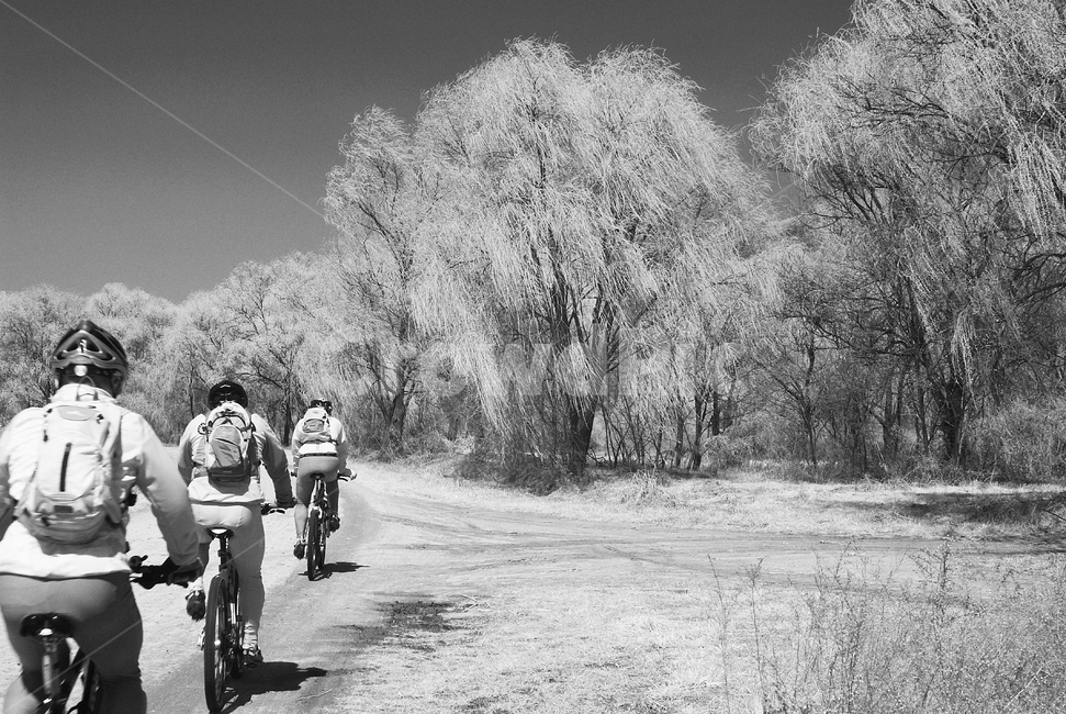 nature,자연,outdoors,옥외,tree,나무,한강고수부지,적외선,적외선카메라,적외선사진,infrared,적외선필터,흑백,흑백사진,사이클,바이크,bicycle,bike,라이딩,riding,자전거,여행,휴가,traveling,vacation,trip,스포츠,레저,운동,sports,leisure,exercise,흑백,모노톤,monochrome,black and white