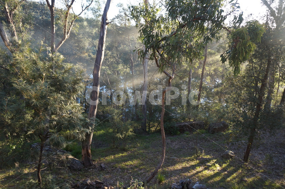 숲,나무,숲속,아침,trees,morning,자연,풍경,nature,landscape,휴식,힐링,rest,relaxation,healing,tree,plant,식물,tree trunk,나무 줄기