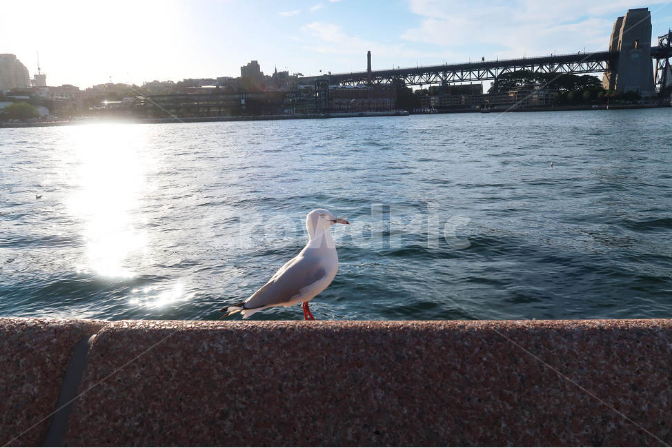 호주,비둘기,새,강,바다,harbour,하버브릿지,시드니,bird,river,australia,sydney,harbourbridge,평화,평화로운,peace,peaceful