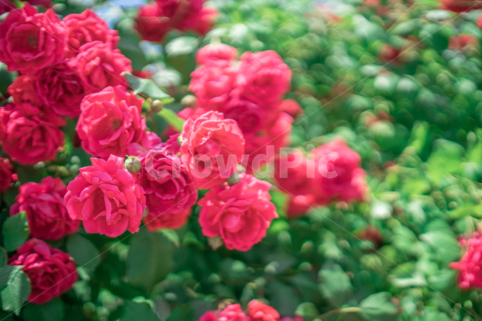 장미,하늘,분홍색,꽃잎,rose,싱그러운,식물,자연,plants,nature,꽃,flower
