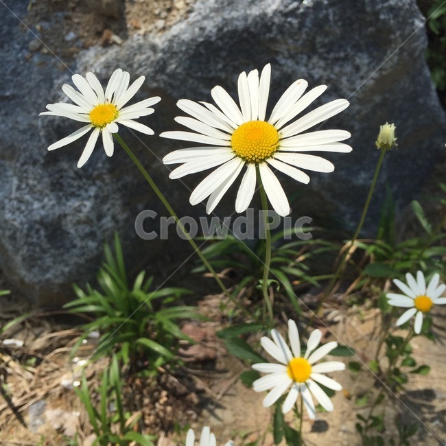 꽃,자연,식물,감성사진,flower,plant,nature,감성