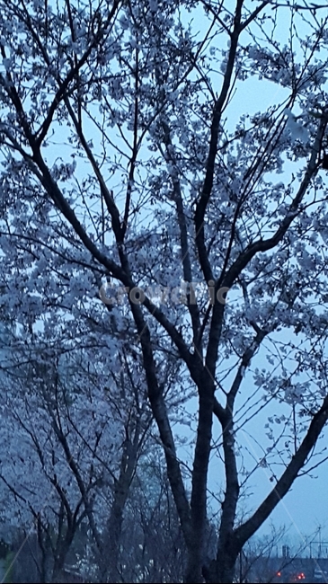 벚꽃,예쁜벚꽃,벚꽃송이,꽃,봄,나무