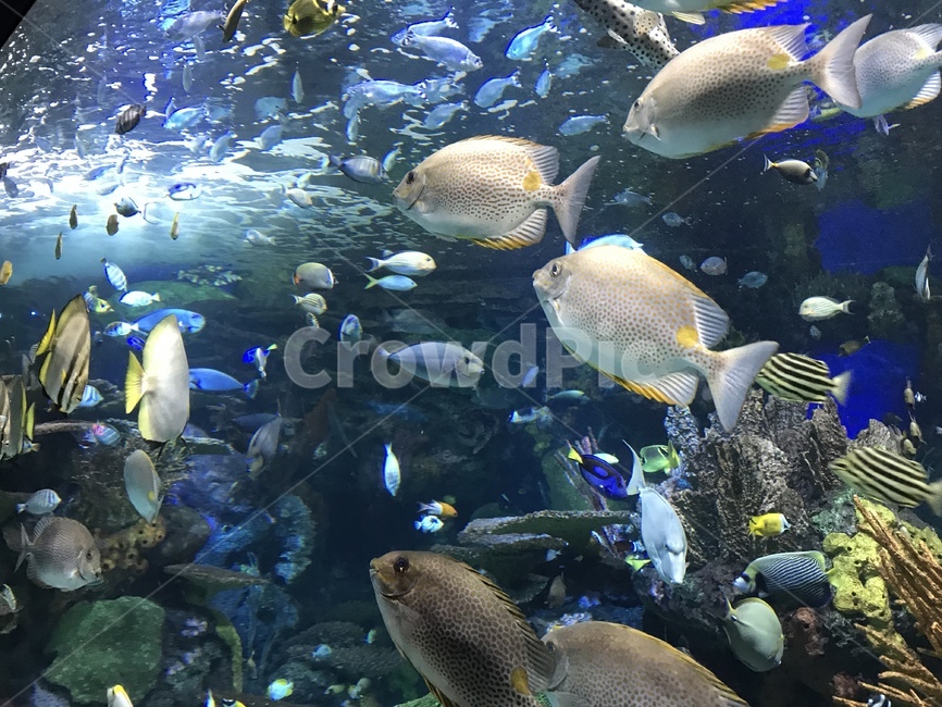 물고기,아쿠아리움,물고기떼,fish,수족관,동물,animal,어류,물고기,fish