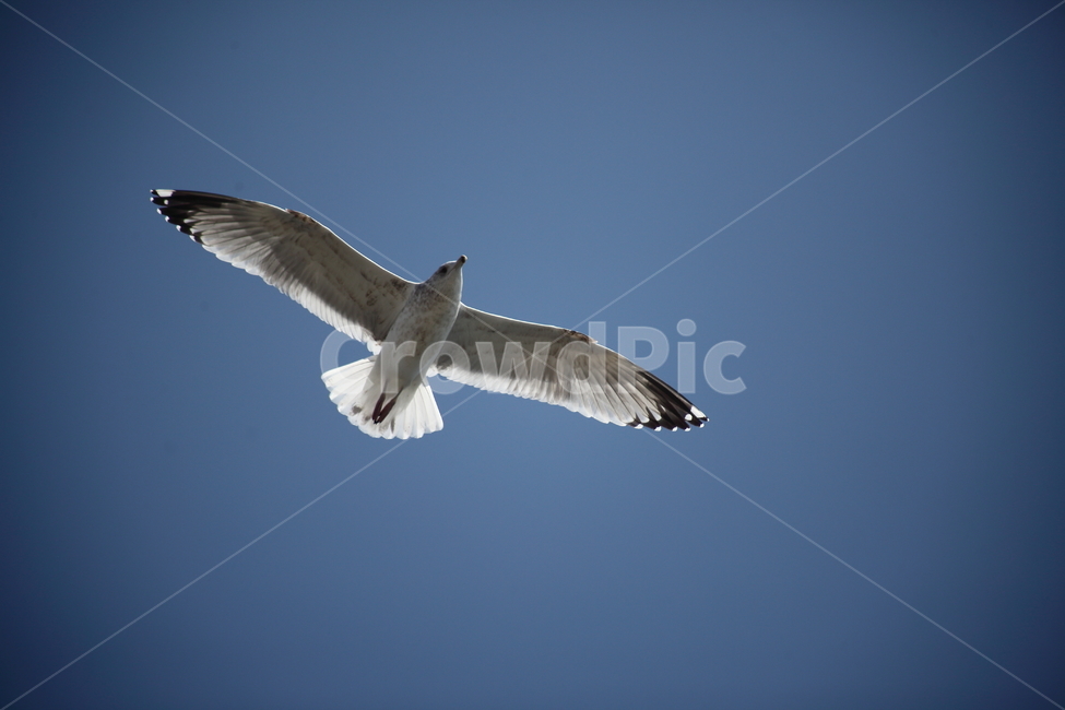 갈매기,바다새,대형조류,commongull,mewgull,동물,animal,조류,새,birds