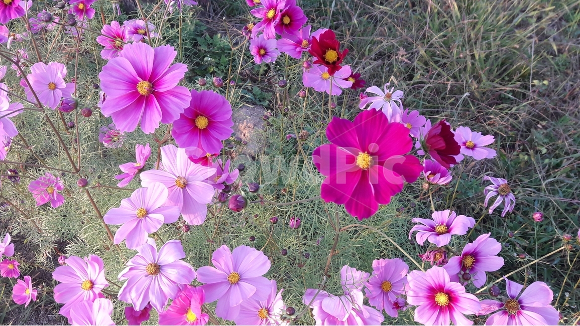 가을,코스모스,꽃,식물,분홍,가을,계절,fall,autumn,season,식물,자연,plants,nature,꽃,flower,plant,geranium,제라늄,blossom