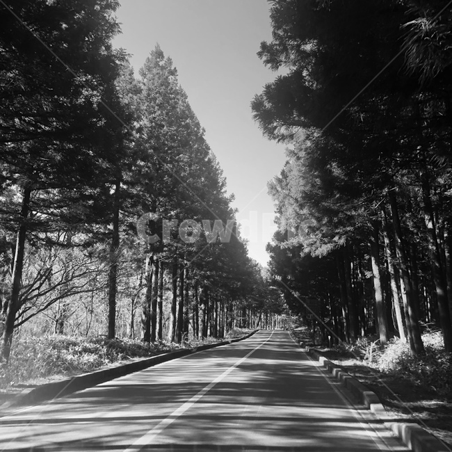 road,도로,나무,tree,식물,plant,흑백,숲길,나무길,black,자연,숲,아스팔트,제주도