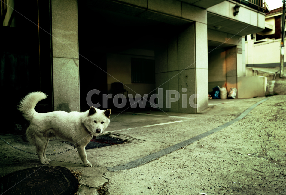 강아지,동물,개,생물,생명,dog,멍멍이,동물,animal,포유류,mammal,개,강아지,dog,doggy