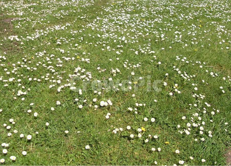 영국,스코틀랜드,바닷가,해안가,들꽃,하얀색꽃,잔디밭,자연,풍경,nature,landscape,해외,외국,세계,foreign,oversea,world,세계자연풍경,해외자연풍경,외국자연풍경,world nature landscape,field,들,plant,식물