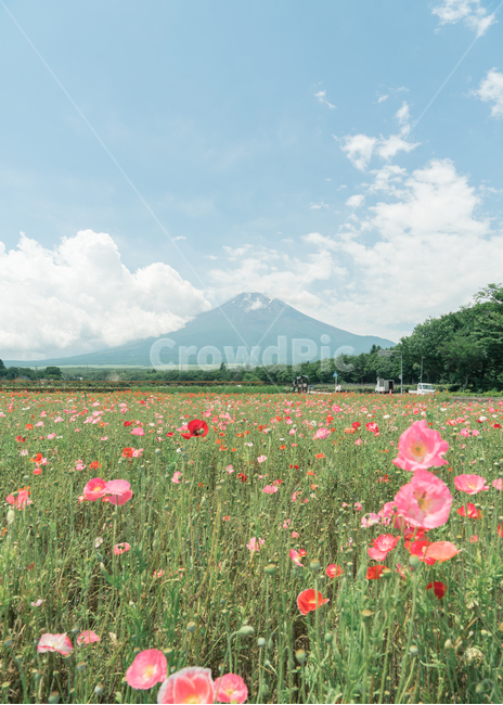 후지산,일본,꽃,자연,하늘,자연,풍경,nature,landscape,해외,외국,세계,foreign,oversea,world,세계자연풍경,해외자연풍경,외국자연풍경,world nature landscape,식물,plants,꽃,flower,감성,sensible,feeling,색깔,색상,색채,색감,color sense,color sensitivity,feeling of color,grassland,목초지,field,들,outdoors,옥외