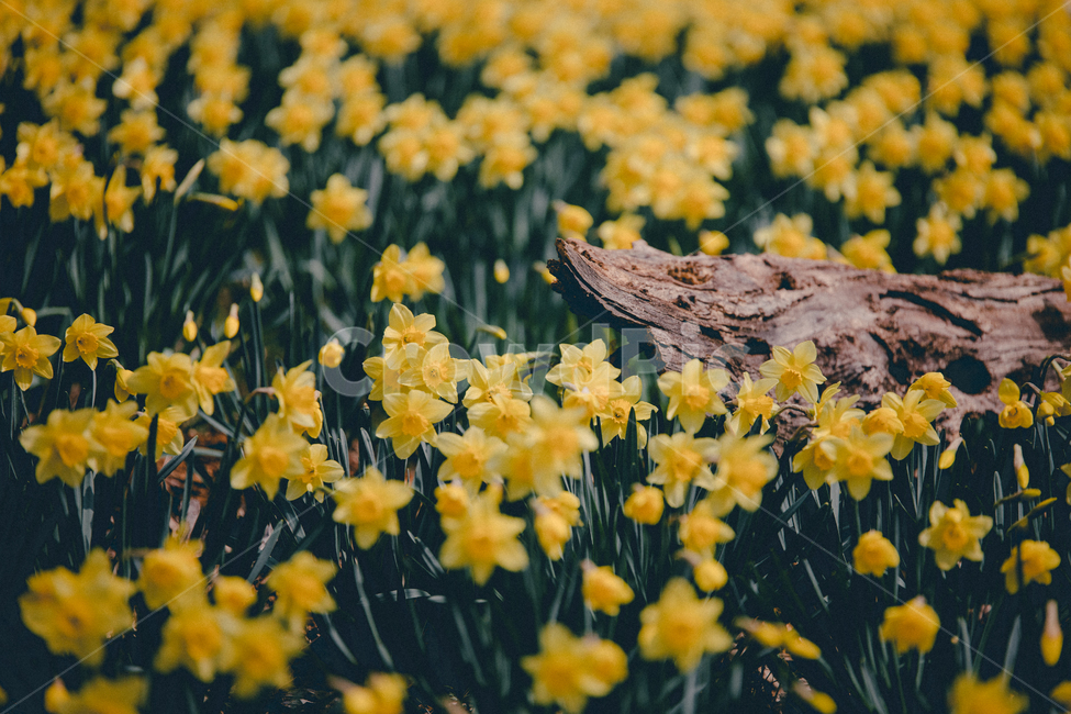 꽃,수선화,자연,노란꽃,풍경,flower,노랑꽃,봄,paperwhite,감성사진,식물,자연,plants,nature,꽃,flower