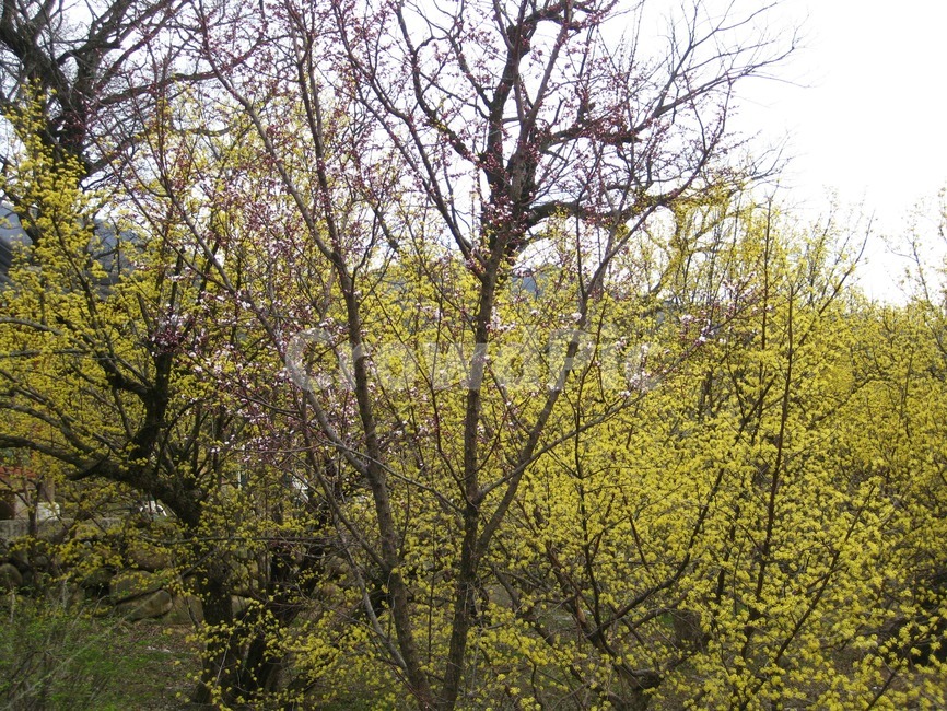 봄,봄꽃,꽃,yellow,노랑,산수유,산수유꽃,꽃송이,나무,구례,봄,계절,spring,season