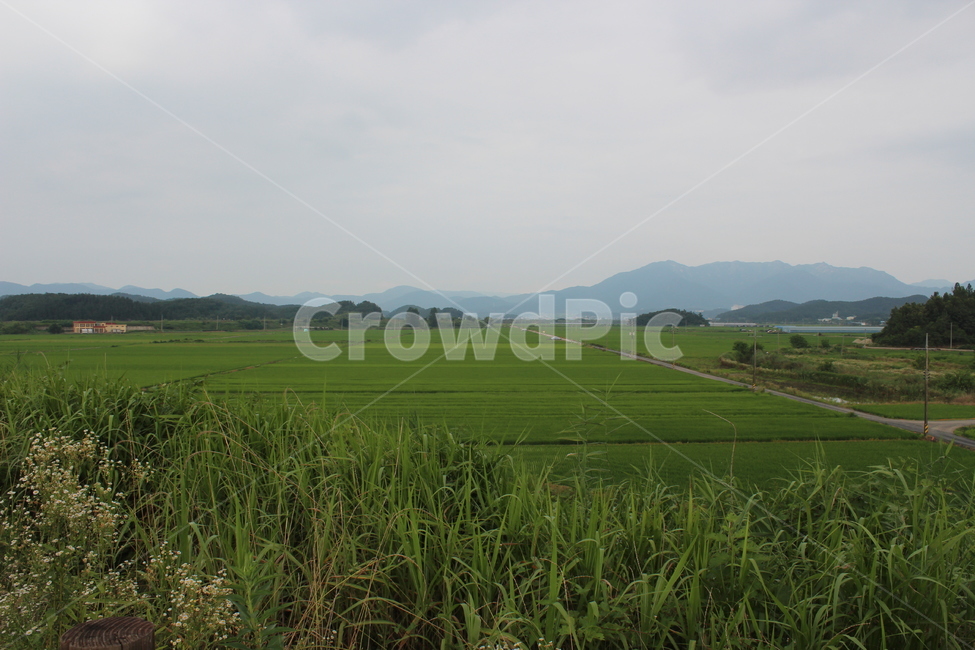 논,밭,벼,농사,모내기,자연,풍경,nature,landscape,시골,마을,country,rural,town,outdoors,옥외,grassland,목초지,field,들,paddy field,패디 필드