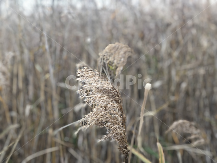 grass,plant,식물,lawn,잔디,가을,감성사진,갈대,갈대밭