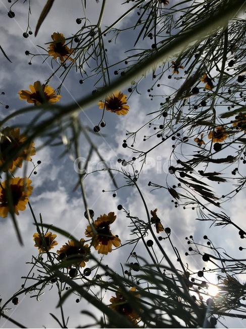 꽃,봄꽃,하늘배경꽃,flower,springflower
