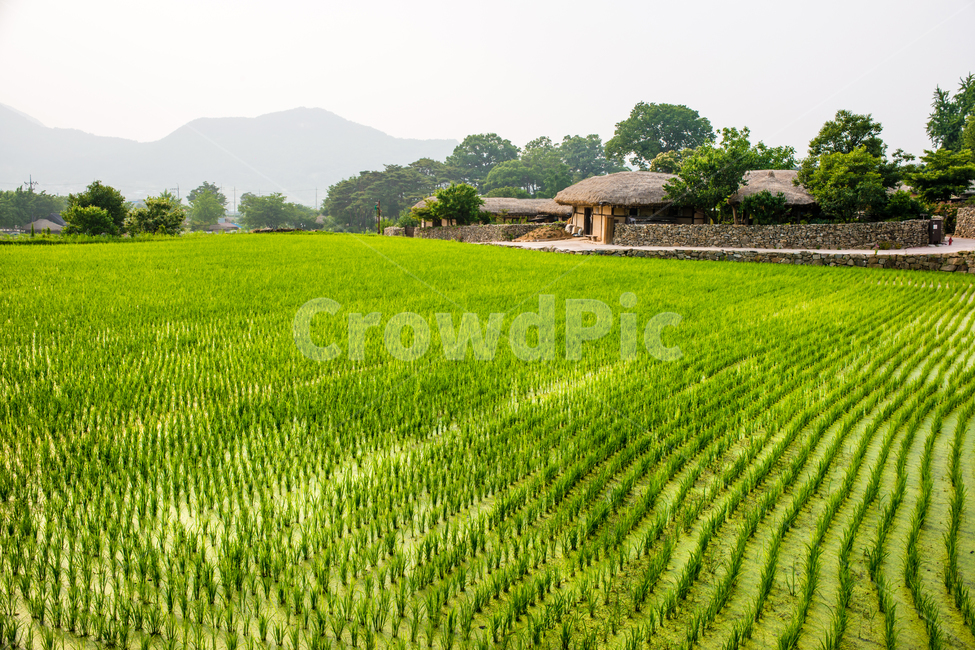 한국,아산시,외암민속마을,민속,전통,시골,한옥,외암마을,초가집,자연,풍경,nature,landscape,한국전통,한국문화,korean traditional,korean culture,건축물,건물외관,exterior,building,structure,architecture,construction,outdoors,옥외,grassland,목초지,field,들,paddy field,패디 필드