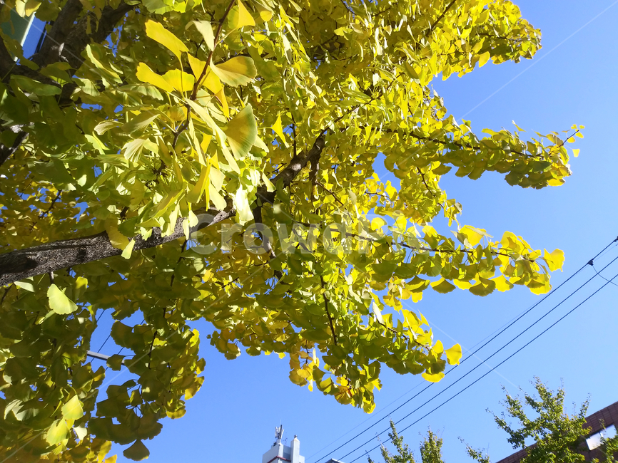 tree,나무,plant,식물,하늘,은행나무,은행잎,나뭇가지,푸른색,전선,가을,계절,fall,autumn,season