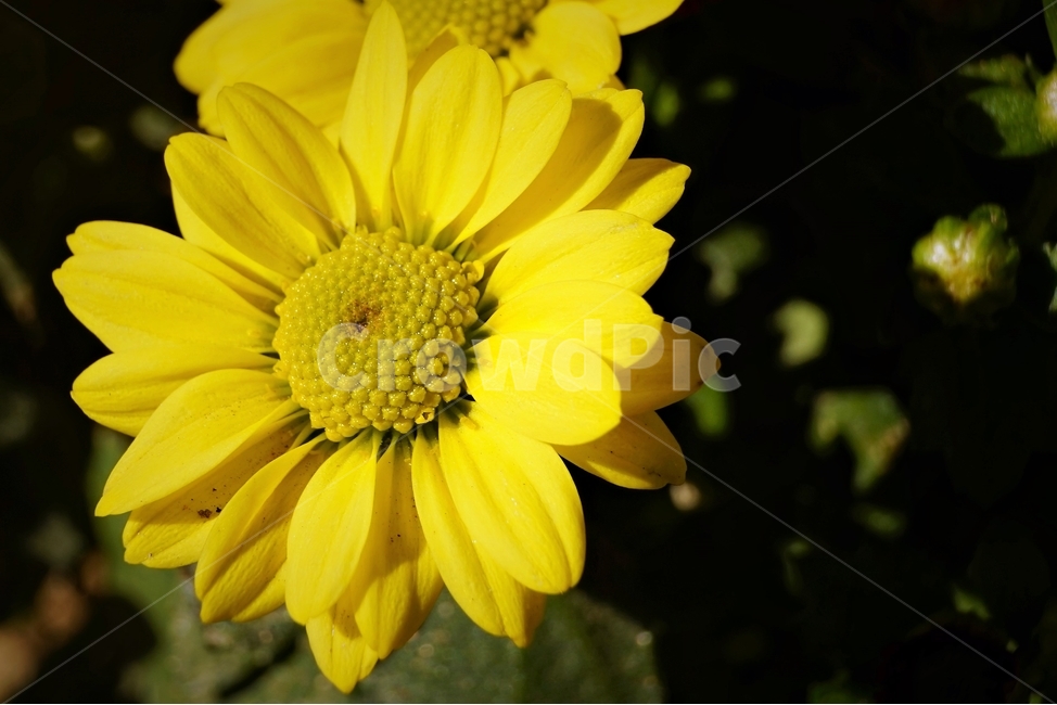 꽃,아름다움,정원,식물,자연,flower,bloom,beauty,plant,nature노랑,꽃잎,향기,beautiful,식물,자연,plants,nature,꽃,flower