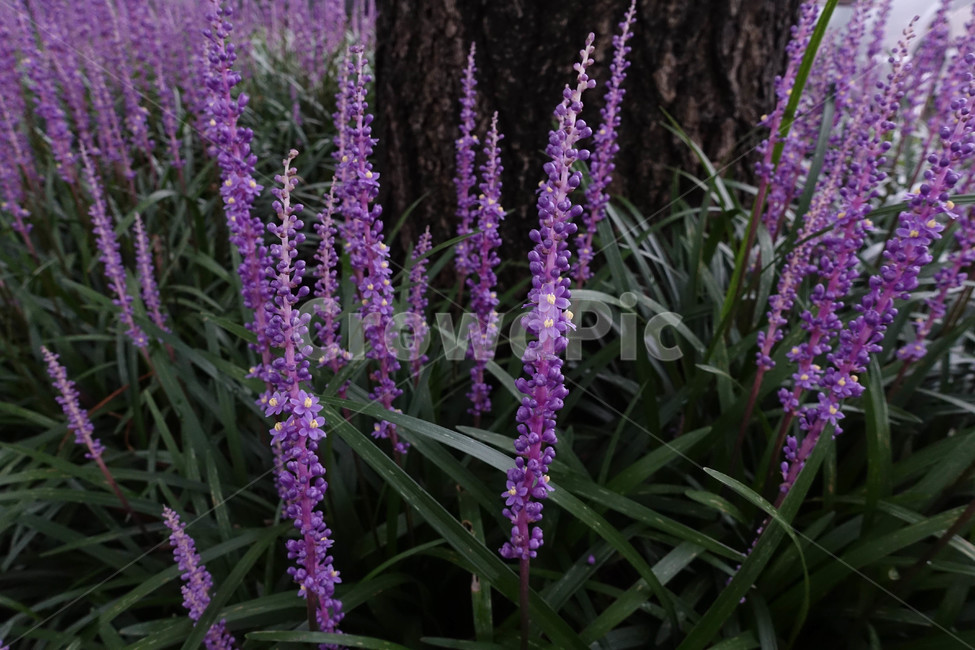 맥문동,나무,plant,식물,blossom,꽃,flower,보라색,식물,자연,plants,nature,꽃,flower