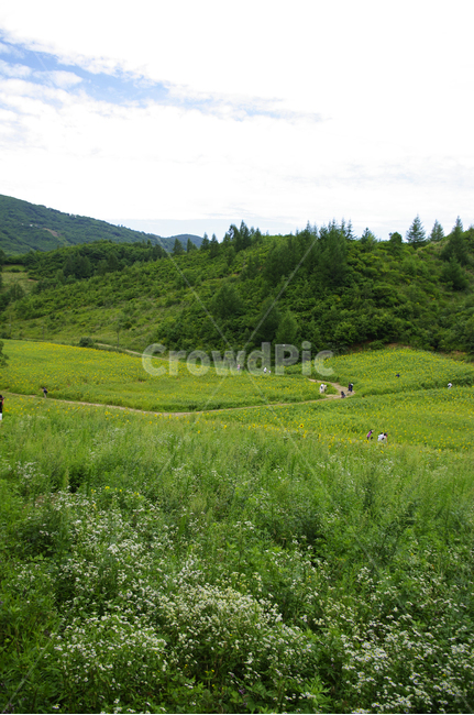나무,신록,풍경,꽃밭,식물,하늘,구름,자연,풍경,nature,landscape,field,들,grassland,목초지,outdoors,옥외