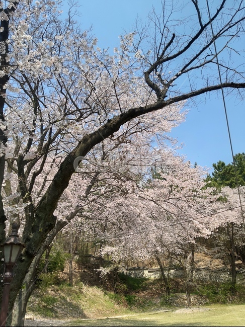 나무,벚꽃,하늘,자연,들판