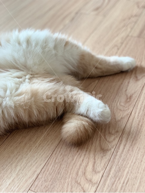 고양이,꼬리,고양이발,보송보송,털뭉치,젤리