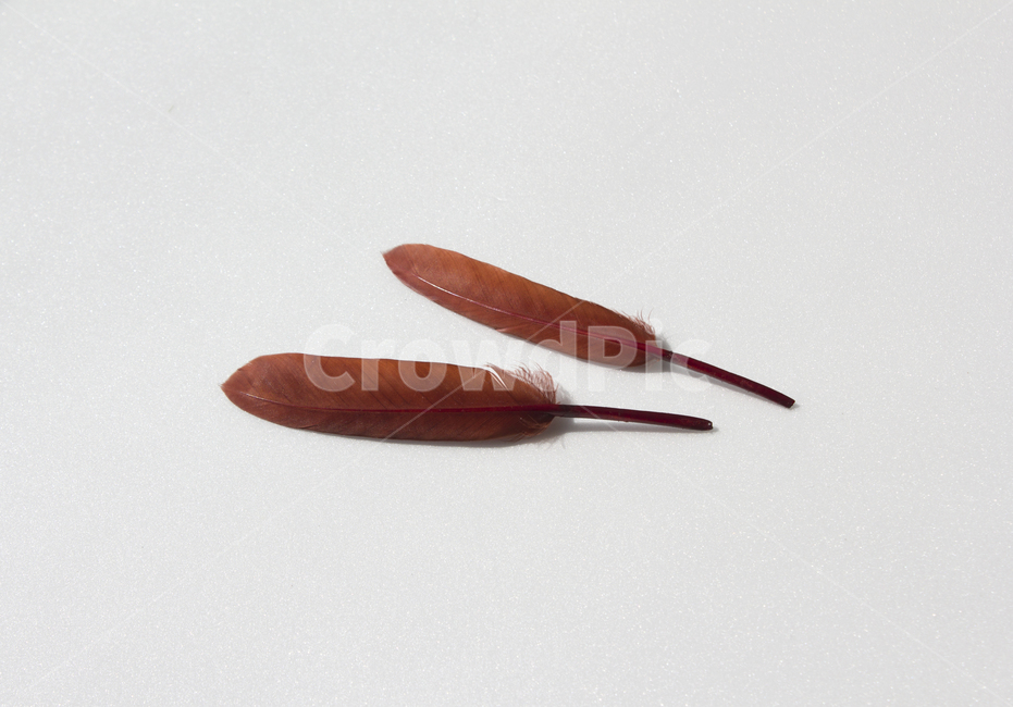 깃털,누끼,클로즈업,탑,탑뷰,탑앵글,붉은색,레드,흰배경,털,새털,붉은,빨강,적색,깃,펜,정물,사물,물건