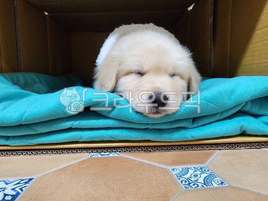강아지,잠자는강아지,잠,휴식,피곤,충전중,평화,개,동물,puppy,dog,sleep,반려동물,생명,반려견,반려가족,amimal,사랑