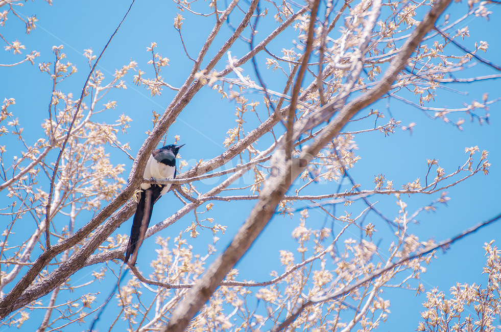 새,조류,봄,따듯함,bird,spring
