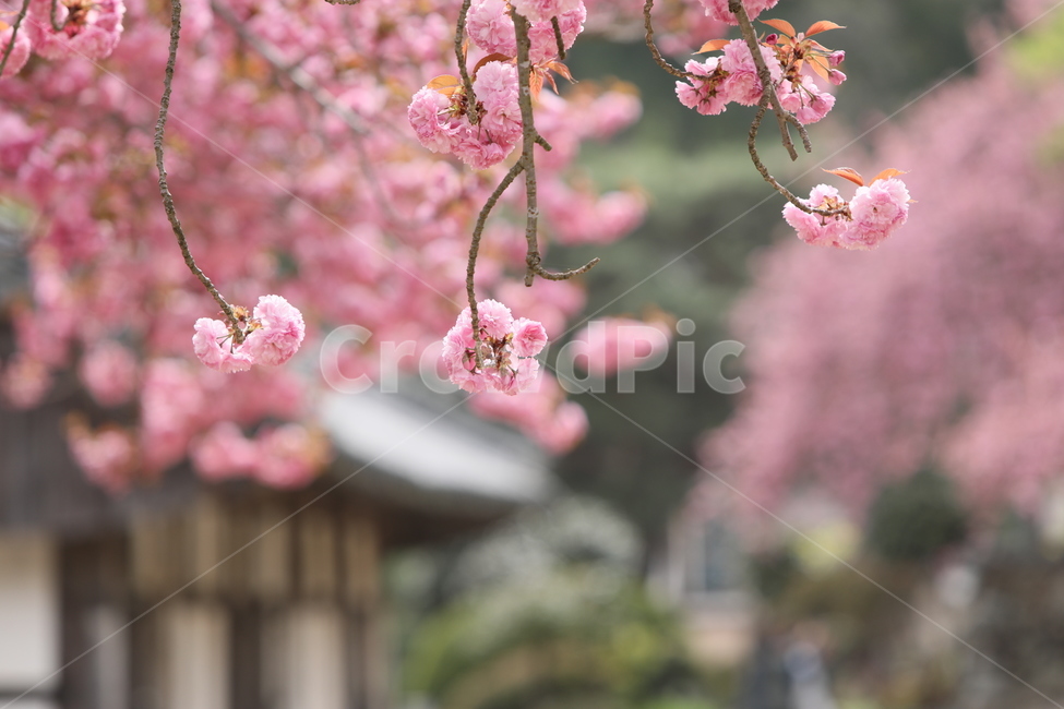 순천,선암사,만첩왕벚,겹벗꽃,벗꽃,사찰,봄,꽃,봄,계절,spring,season,식물,자연,plants,nature,꽃,flower,plant