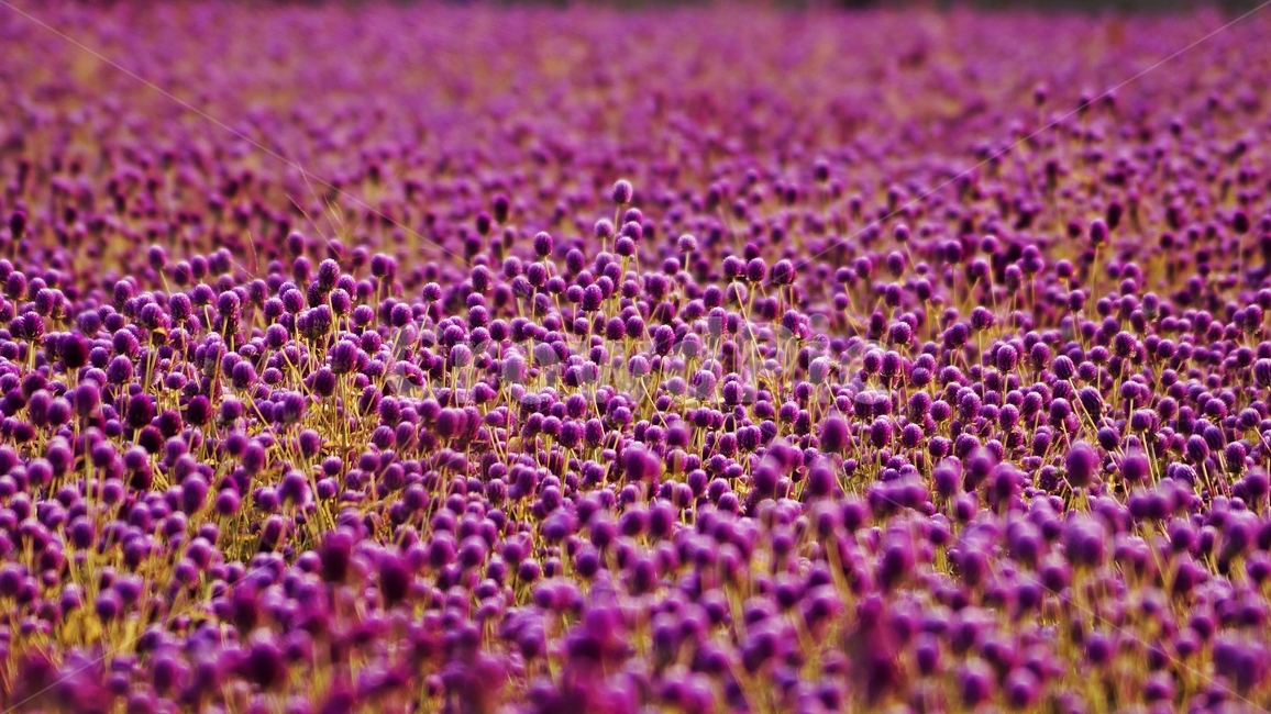 천일홍,꽃축제,꽃길,식물,자연,식물,자연,plants,nature,꽃,flower