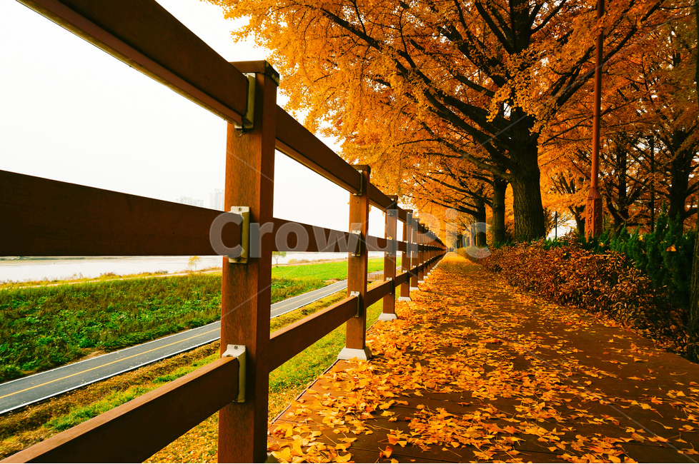은행나무길,가을,은행잎,데크길,풍경,가을,계절,fall,autumn,season,자연,풍경,nature,landscape,식물,plants,나무,trees,wood,banister,난간,handrail,railing,plant,tree