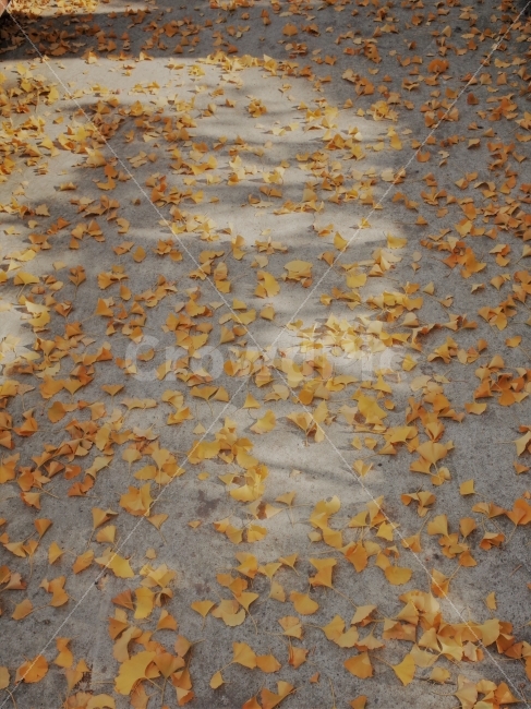 가을,은행잎,낙엽,계절,은행나무,길,빛,노란색,가을,계절,fall,autumn,season