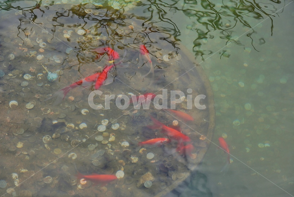 소원,금붕어,붕어,소원빌기,소원동전,동전,연못,어류,물고기,fish