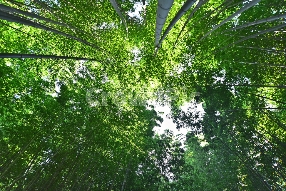 대나무,대나무숲,bamboo,상록수,외떡잎식물,벼목,화본과,곧음,직선,대나무잎,푸르른,녹색,그린,초록색,배경,바탕,백그라운드,plant,식물,자연,풍경,nature,landscape,식물,plants,나무,trees,wood,tree