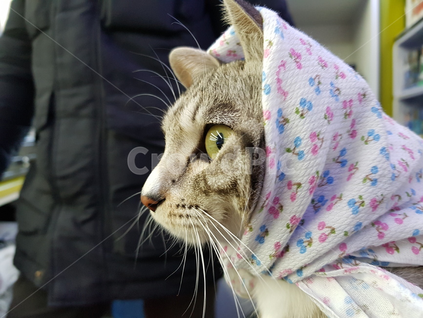 고양이,손수건,옆모습,코숏,암컷,cat,반려동물,animalcompanion