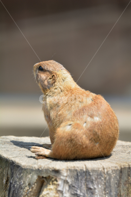 프레리독,프레리도그,동물,동물원,포유류,시선,털,방향,귀여움,동물,animal,포유류,mammal